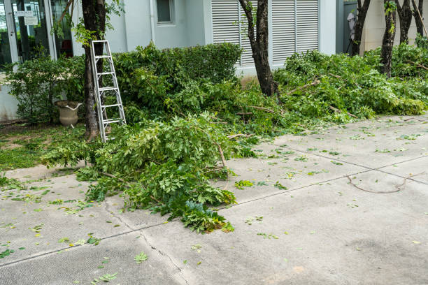 Tree Root Removal in Jim Thorpe, PA